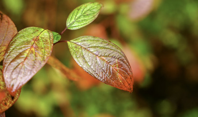 green leaf with water drops