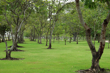 trees row in the park