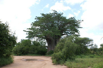 baobab