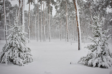 Winter city landscape. Winter park covered with snow.