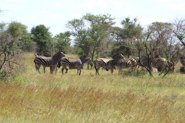 zebra