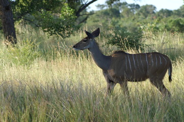 kudu