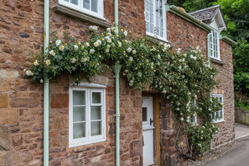 Fototapeta na wymiar roses on british historic stone house