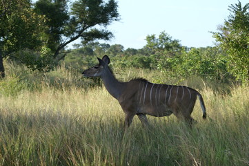 kudu