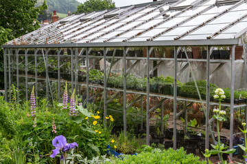 Fototapeta premium greenhouse