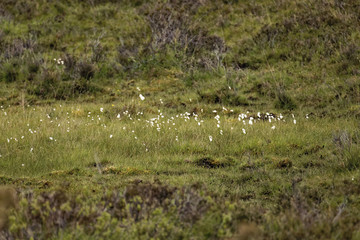 Fototapeta na wymiar british heath- and moorland with cotton grass