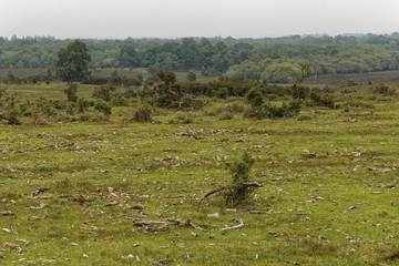 british heath- and moorland