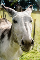  âne ou mule