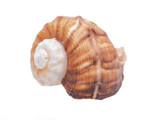 Large Rapana Whelk Shell isolated on white background