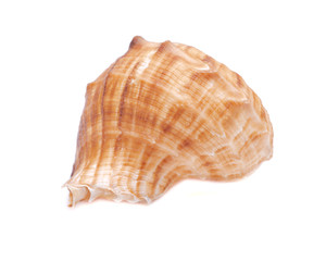 Large Rapana Whelk Shell isolated on white background