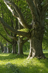 beech trees in the sun in Dorset, England