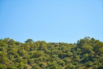 landscape with trees and blue sky