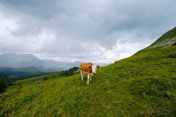 Fototapeta na wymiar Cow grazing in the Alpine meadow in Switzerland