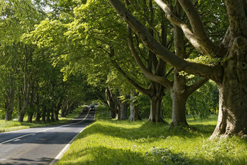 beech trees in the sun in Dorset, England
