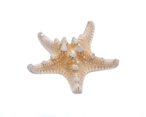 Dried specimen of Knobby Starfish isolated on white background. Horned Sea Star. Chocolate Chip Sea...