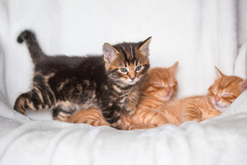 Chatons