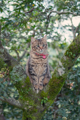 Katze auf Baum