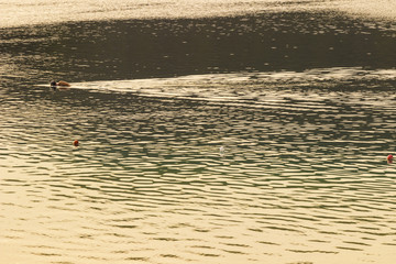 Trail swimmer on the sea surface. Background