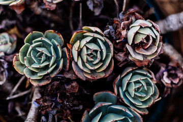 Fototapeta na wymiar succulent plants