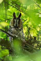 Hibou moyen-duc - Asio otus - Long-eared Owl