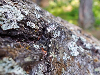 old birch bark