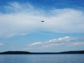 Fototapeta na wymiar gull in the sky