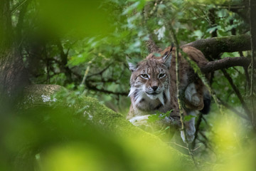 Lynx européen - Lynx lynx