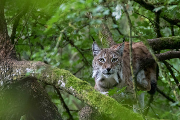 Obraz premium Lynx européen - Lynx lynx