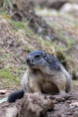 Naklejka na ściany i meble Marmotte des Alpes - Marmota marmota