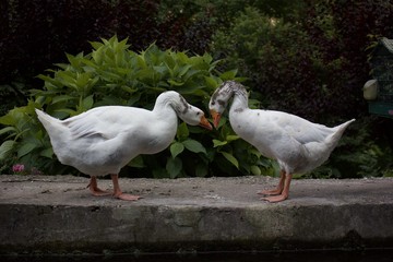 White love