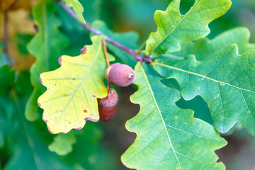 Acorns oak nuts on a background of green leaves, large, autumn. © milanchikov