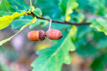 Acorns oak nuts on a background of green leaves, large, autumn.