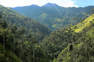 Obraz premium Cocora valley an enchanting landscape towered over by the famous giant wax palms. Salento, Colombia