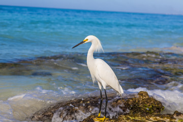 White waterfowl at beach on Dominican Republic