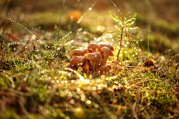 Armillaria Mushrooms of honey agaric In a Sunny forest.