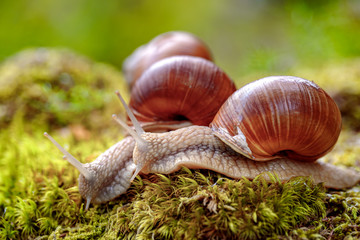 Helix pomatia also Roman snail, Burgundy snail
