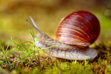 Helix pomatia also Roman snail, Burgundy snail