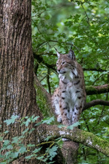 Lynx européen - Lynx lynx