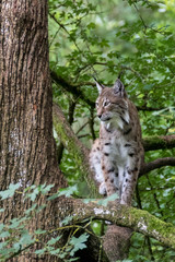 Lynx européen - Lynx lynx