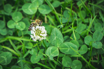 bee on flower