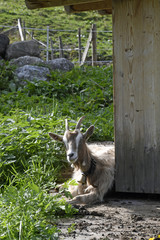 ziege im kleinwalsertal