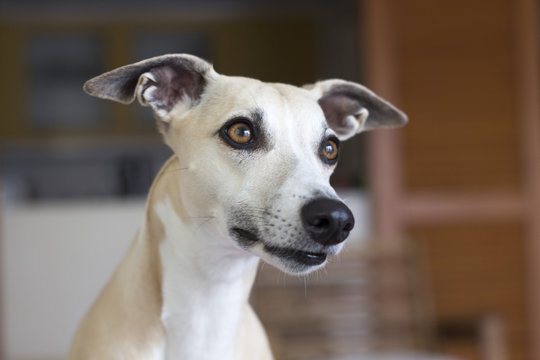 costeleta the uberwhippet