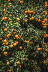 Orange trees with fruits on plantation