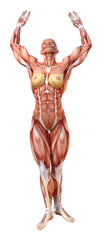 Naklejka premium 3D Rendering Female Anatomy Figure on White