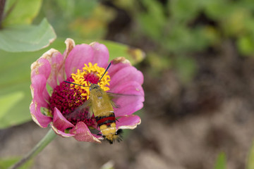 ヒャクニチソウの蜜を吸うオオスカシバ
