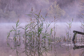 misty morning on the lake