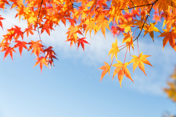 Naklejka na ściany i meble Colorful orange fall maple leaves against blue sky