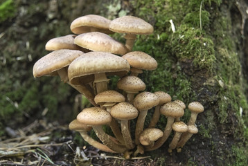 Tribes of honey agaric mushrooms in green moss