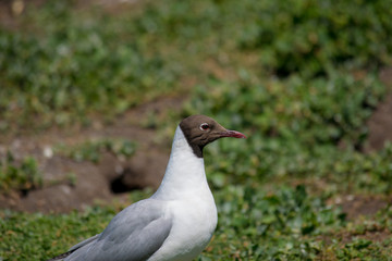 Black Headed Gull shot at Farne Island