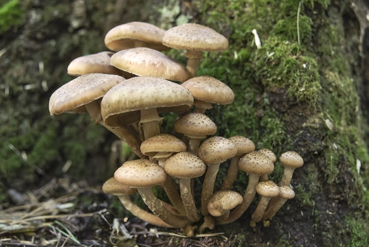 Tribes of honey agaric mushrooms in green moss